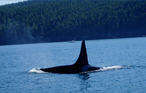 Whale Watching in Victoria